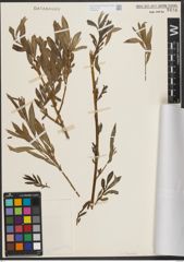 Foto von Salix tenuijulis Ledeb.